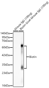 Biotin Polyclonal Antibody