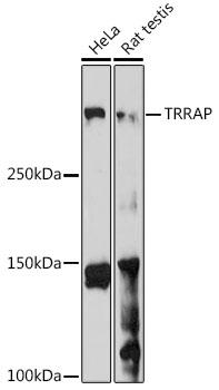 TRRAP Polyclonal Antibody