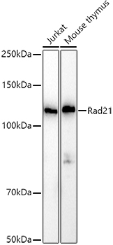 Rad21 Polyclonal Antibody