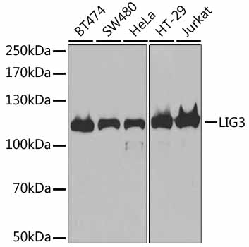 DNA Ligase III/LIG3 Polyclonal Antibody