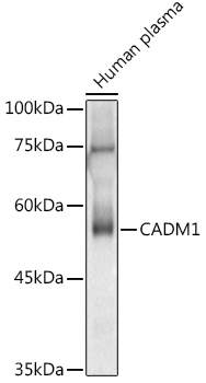 CADM1 Polyclonal Antibody
