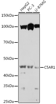 C5AR1 Polyclonal Antibody