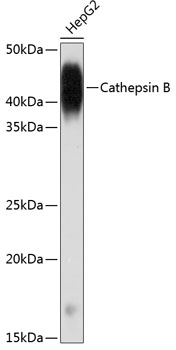Cathepsin B Monoclonal Antibody [6I5D7]