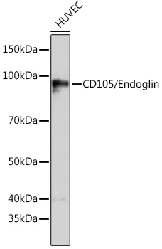CD105/Endoglin Monoclonal Antibody [6G7J8]