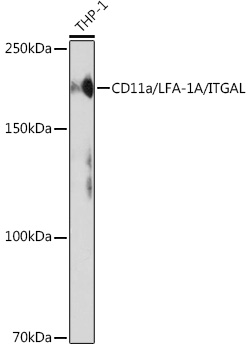 CD11a/LFA-1A/ITGAL Monoclonal Antibody