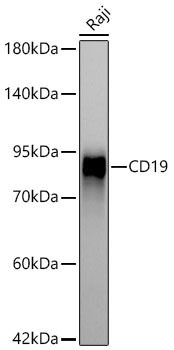 CD19 Monoclonal Antibody [2C0K10]