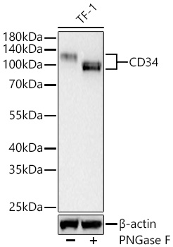 CD34 Monoclonal Antibody [5L7E2]