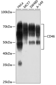 CD46 Monoclonal Antibody [6D2A4]
