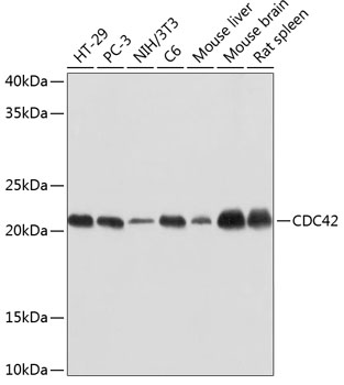 CDC42 Monoclonal Antibody [1V6X7]