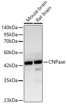 CNPase Monoclonal Antibody [8O3B6]