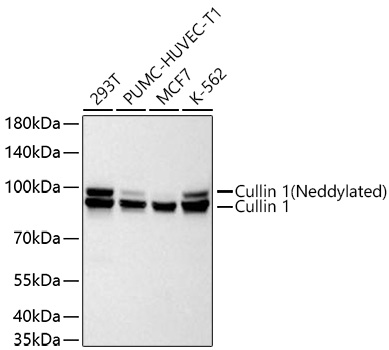 Cullin 1 Monoclonal Antibody [5I5Z3]