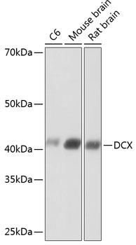 Doublecortin Monoclonal Antibody