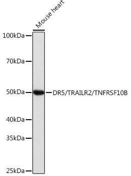 DR5/TRAILR2/TNFRSF10B Monoclonal Antibody [8M7W1]