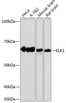 ELK1 Monoclonal Antibody [10U8X1]