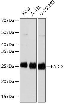 FADD Monoclonal Antibody