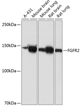 FGFR2 Monoclonal Antibody