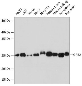 GRB2 Monoclonal Antibody [9K6H0]
