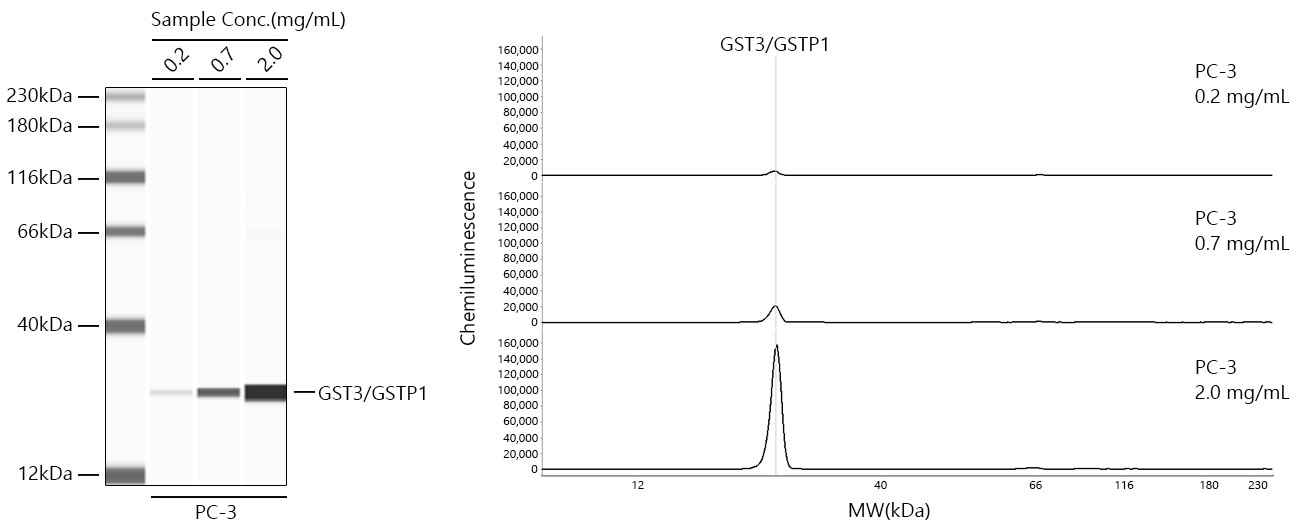 GST3/GSTP1 Monoclonal Antibody [6D8G7]