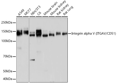 Integrin alpha V (ITGAV/CD51) Monoclonal Antibody [10T9N2]