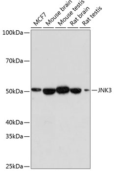 JNK3 Monoclonal Antibody [2O10P2]