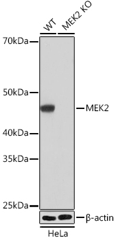 MEK2 Monoclonal Antibody [6D5K1]