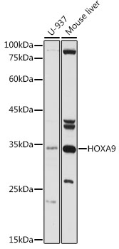 HOXA9 Polyclonal Antibody