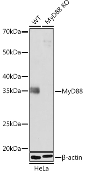 MyD88 Monoclonal Antibody [9R10V8]