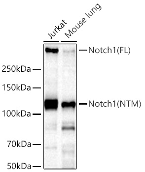 Notch1 Monoclonal Antibody [7L3V4]