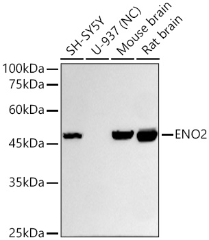 ENO2 Monoclonal Antibody [9B4Y4]