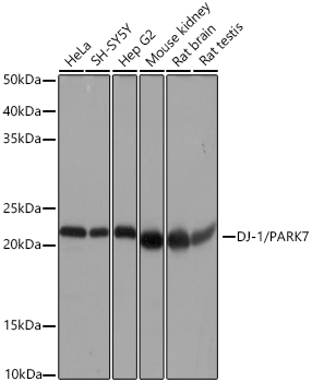 DJ-1/PARK7 Monoclonal Antibody [1Q7F8]