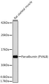Parvalbumin/PVALB Monoclonal Antibody [6C7K6]