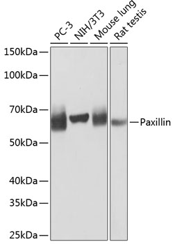 Paxillin Monoclonal Antibody [4A2O5]