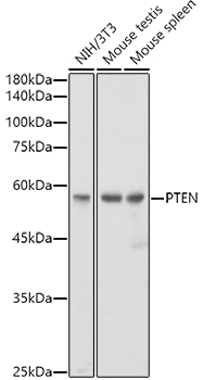 PTEN Monoclonal Antibody [7O6F4]