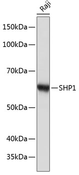 SHP1 Monoclonal Antibody [7I1K3]