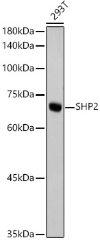 SHP2 Monoclonal Antibody [3Q4U2]