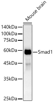 Smad1 Monoclonal Antibody [7H7L5]