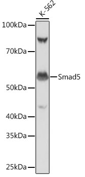 Smad5 Monoclonal Antibody