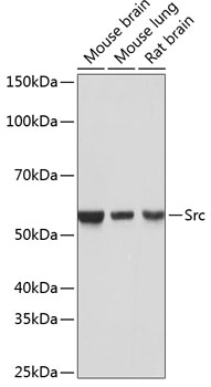 Src Monoclonal Antibody [7G6M9]