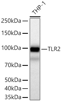 TLR2 Monoclonal Antibody [8Q6M9]