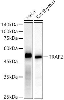 TRAF2 Monoclonal Antibody [3S2A8]