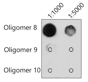 N6-methyladenosine / m6A Monoclonal Antibody