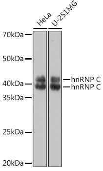 hnRNP C Polyclonal Antibody