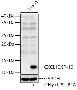 CXCL10/IP-10 Polyclonal Antibody