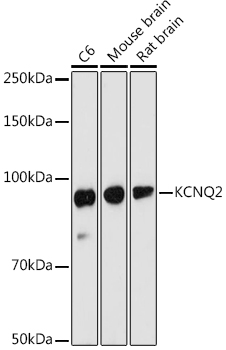 KCNQ2 Polyclonal Antibody