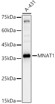 MNAT1 Polyclonal Antibody