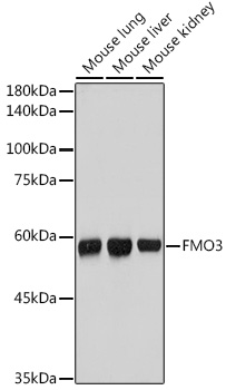 FMO3 Monoclonal Antibody [6Q10X9]