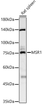 MSR1 Polyclonal Antibody