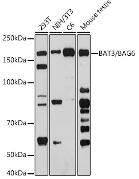 BAT3/BAG6 Monoclonal Antibody [8P4D9]