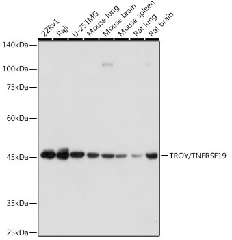 TROY/TNFRSF19 Monoclonal Antibody [1R8Y5]