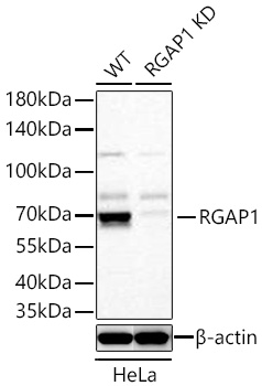 RGAP1 Monoclonal Antibody [10F7U6]